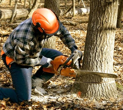 Tree Removal in Clinton, IN
